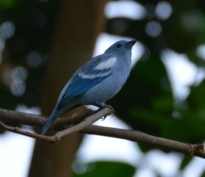 Blue-grey Tanageradult, identification