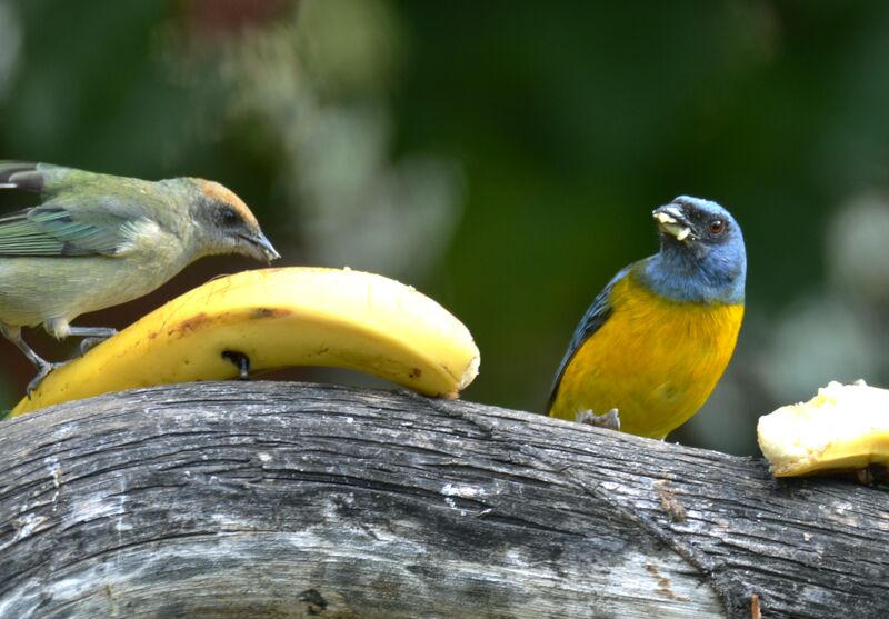 Blue-and-yellow Tanageradult, identification, feeding habits, eats