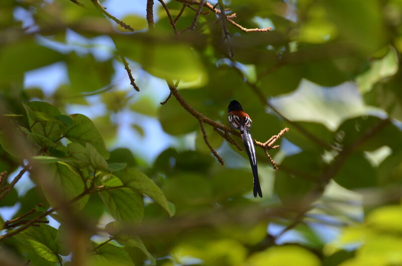 African Paradise Flycatcher male adult breeding