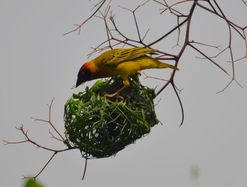 Vitelline Masked Weaver male adult breeding, identification, Reproduction-nesting