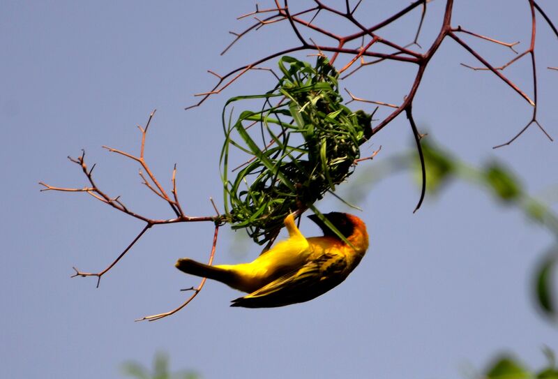 Vitelline Masked Weaver male adult breeding, identification, Reproduction-nesting