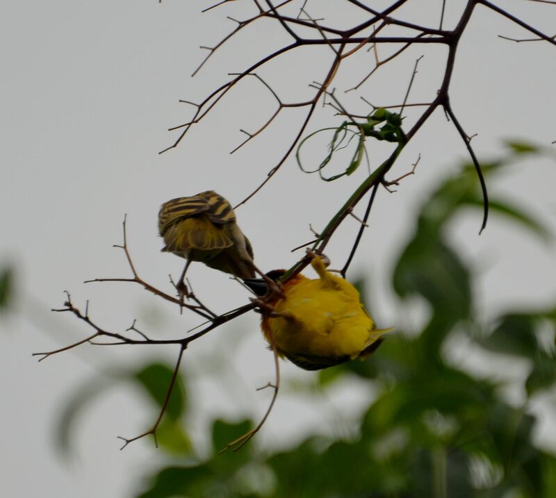 Vitelline Masked Weaveradult breeding, Reproduction-nesting
