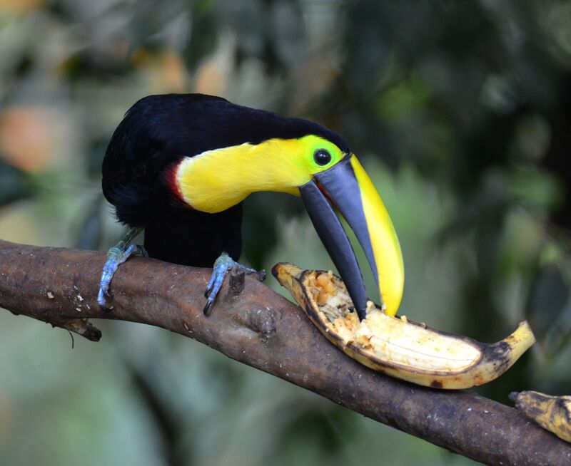 Toucan du Chocóimmature, identification, régime, mange