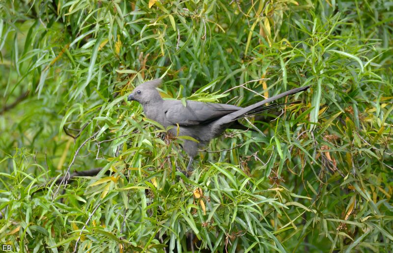 Grey Go-away-birdadult, identification