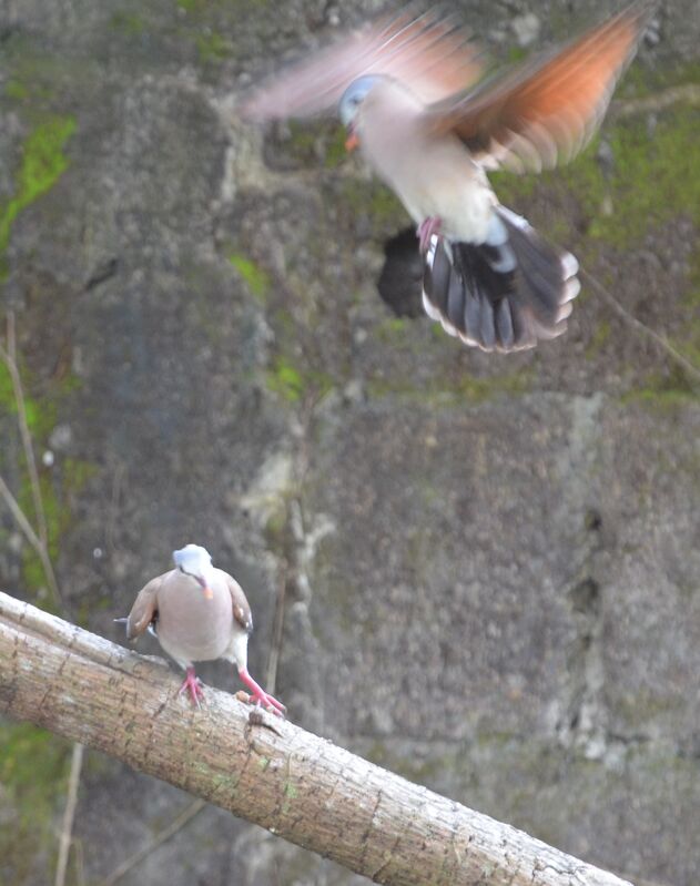 Blue-spotted Wood Dove adult breeding, Behaviour