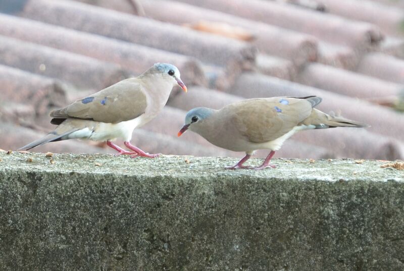 Blue-spotted Wood Dove adult breeding, Behaviour