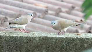 Blue-spotted Wood Dove
