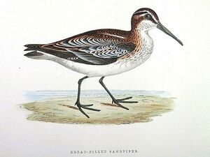 B�casseau falcinelle