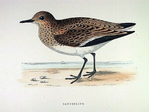 B�casseau sanderling
