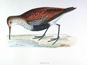 B�casseau variable