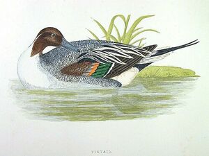 Canard pilet