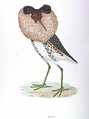Combattant vari�
