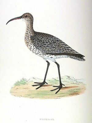 Whimbrel