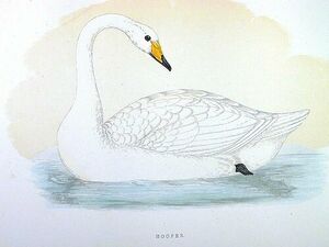 Bewick's Swan