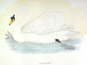Cygne tubercul�