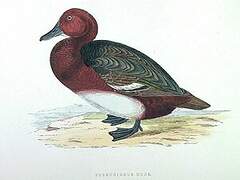 Ferruginous Duck