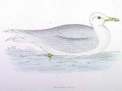 Iceland Gull