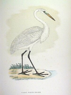 Western Great Egret