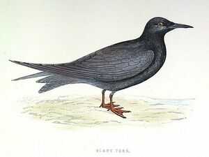 Black Tern