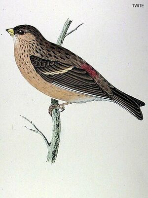 Linotte � bec jaune