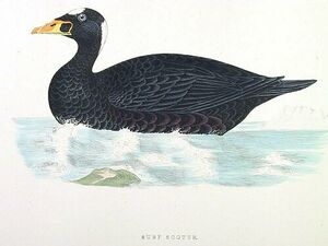 Surf Scoter