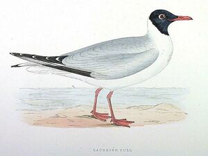 Mouette atricille