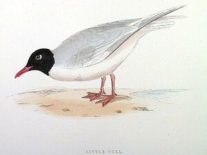 Mouette pygmée