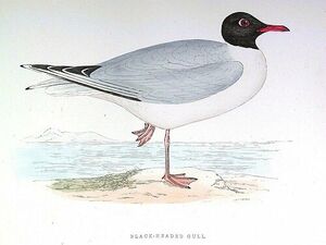 Black-headed Gull