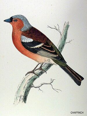 Common Chaffinch
