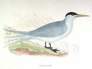 Swift Tern