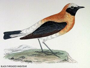 Black-eared Wheatear
