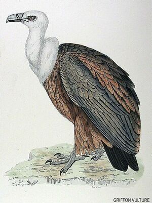 Vautour fauve