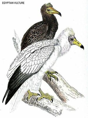Vautour percnoptère