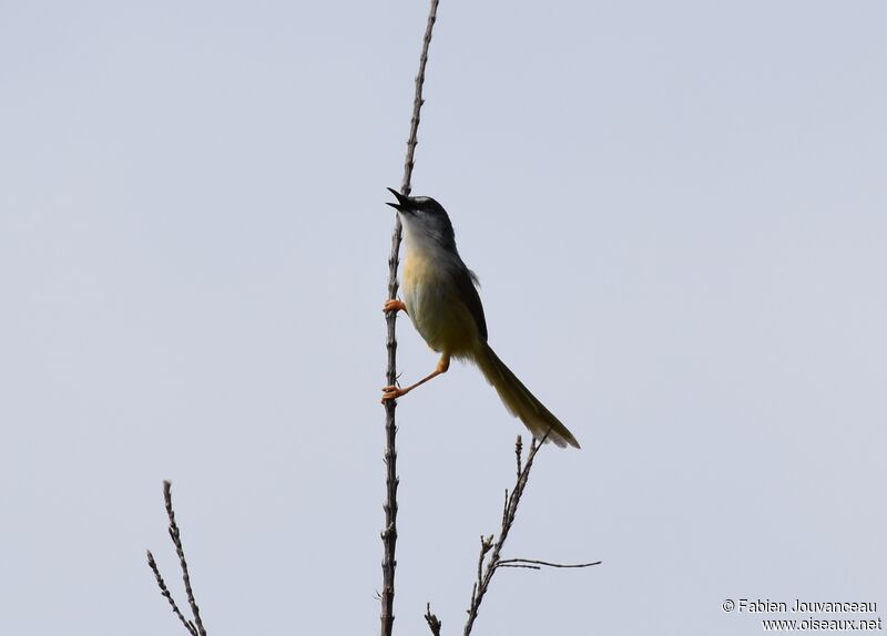 Yellow-bellied Priniaadult, song