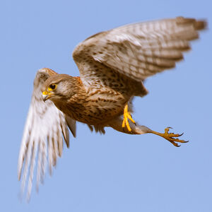Common Kestrel