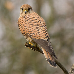 Common Kestrel