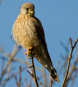 Common Kestrel