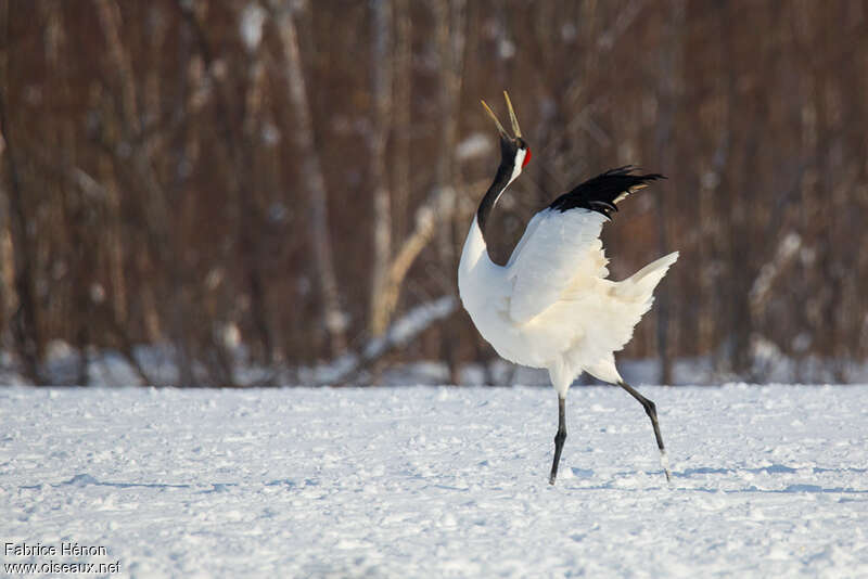 Red-crowned Craneadult, song