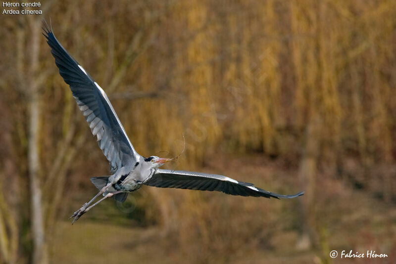 Grey Heron male adult, Flight, Reproduction-nesting