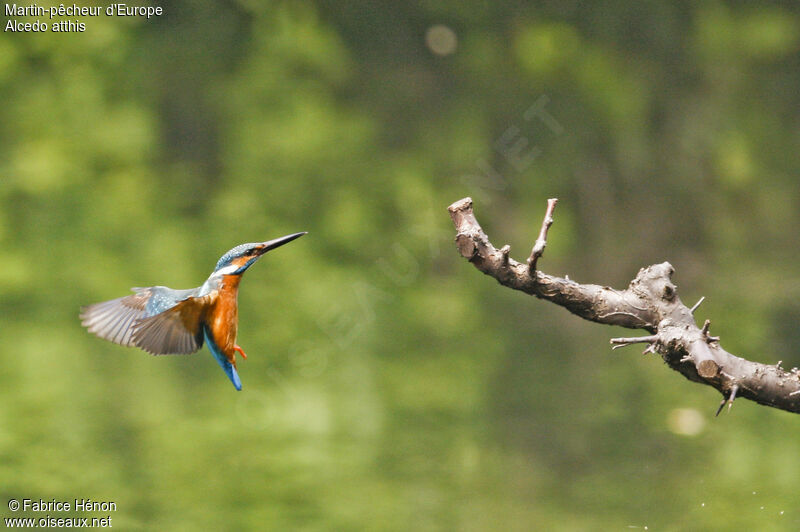 Common Kingfisher male adult, Flight