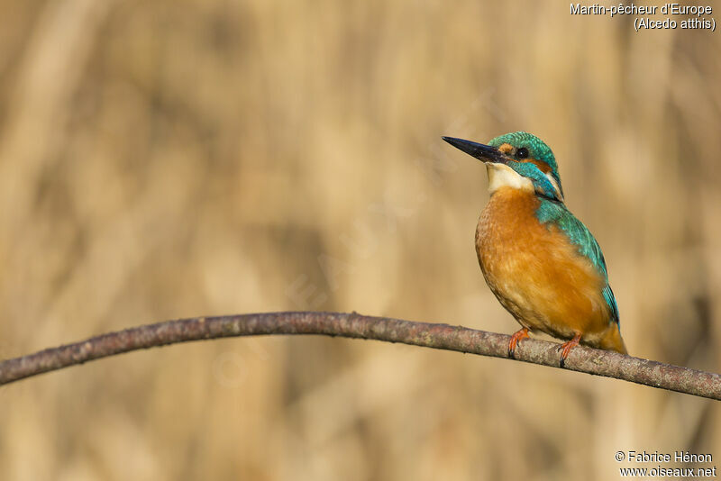 Common Kingfisher male adult, close-up portrait
