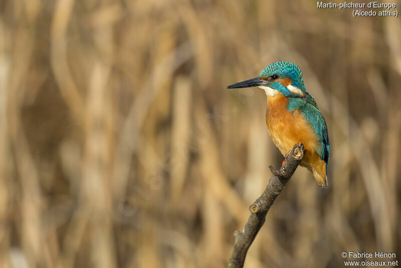 Common Kingfisher male adult, close-up portrait