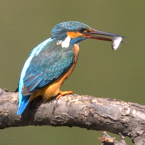 Common Kingfisher