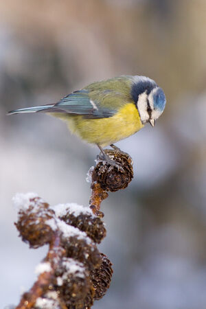 Eurasian Blue Tit 
&copy; Fabrice H�non