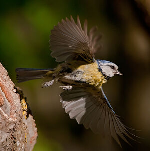 Eurasian Blue Tit 
&copy; Fabrice H�non