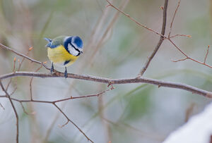 Eurasian Blue Tit 
&copy; Fabrice H�non