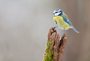 Eurasian Blue Tit 
&copy; Fabrice H�non