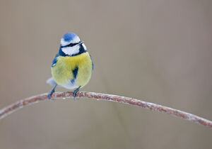 Eurasian Blue Tit 
&copy; Fabrice H�non