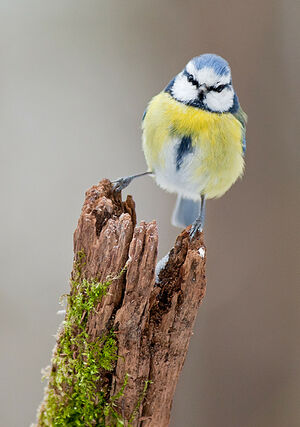Eurasian Blue Tit 
&copy; Fabrice H�non