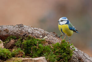 Eurasian Blue Tit 
&copy; Fabrice H�non